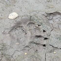 Bären-Footprint