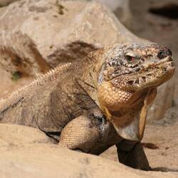 Exuma-Wirtelschwanzleguan