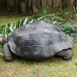 Galapagos-Riesenschildkröte