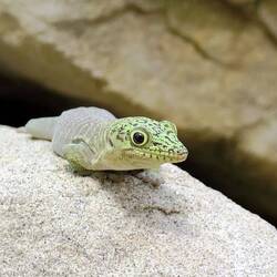Phelsuma standingi