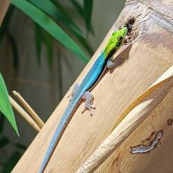 Phelsuma klemmeri