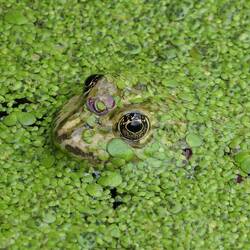 Frosch im Wassergraben der Klippschliefer