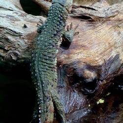 Krokodilschwanzechse im Terrarienhaus