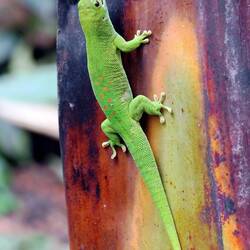 Futter für die Phelsuma grandis gibt's genug
