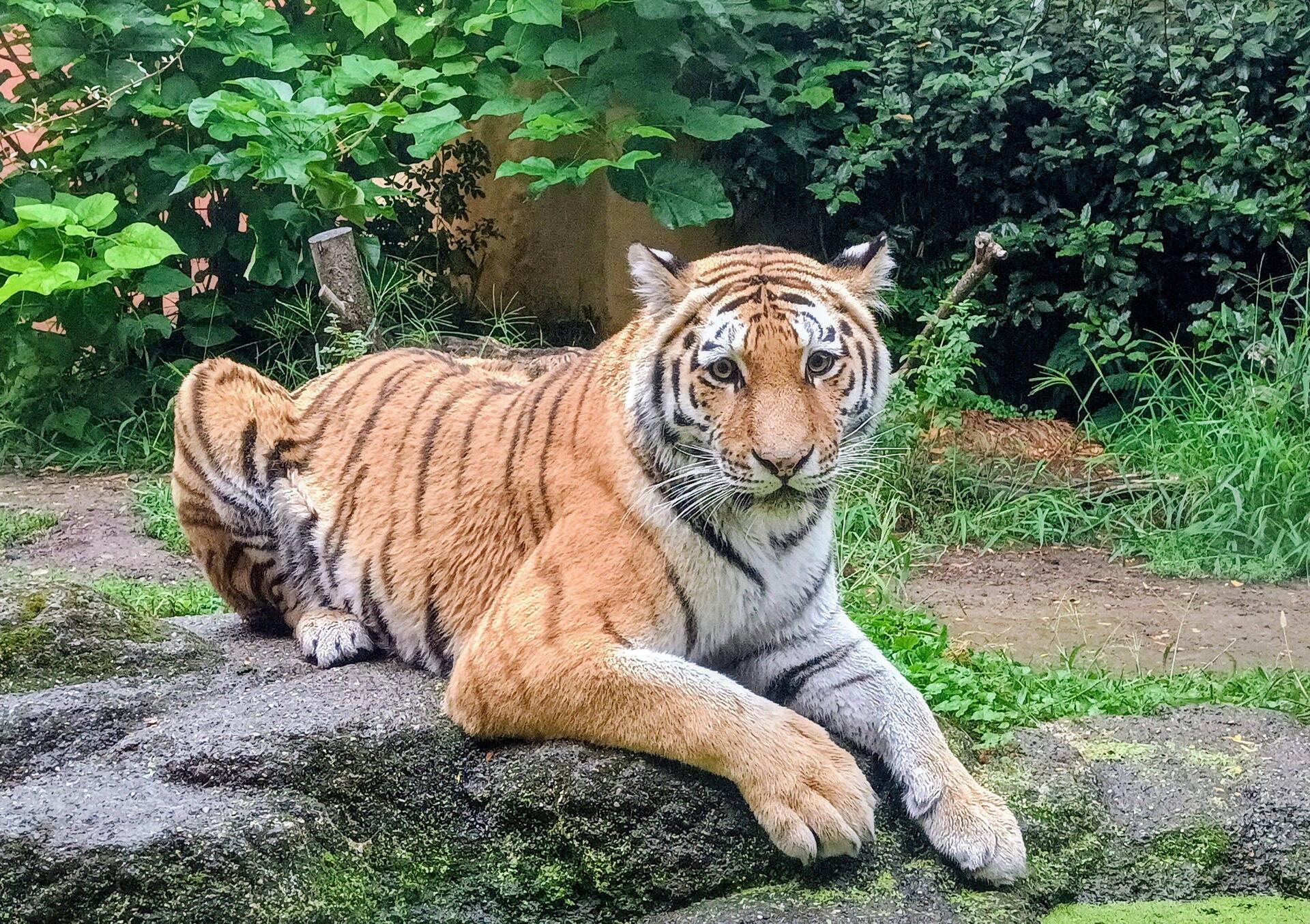 Zoo Zürich