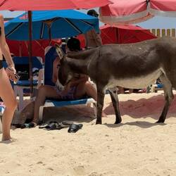 Beware of wild donkeys, they do bite.