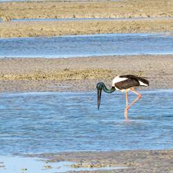 Jabiru - Männchen
