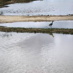 lt. Google ein Dunkelwasserläufer