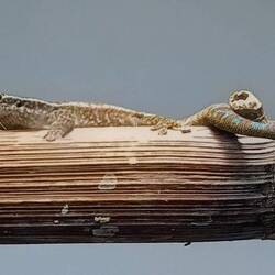 Phelsuma borbonica bei Josua