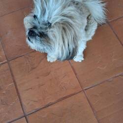 Bei dem zweiten, oberen "Augenpaar" handelt rs sich um schwarze Haarspängchen ;-)