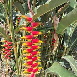 Hängende Hummerschere - eine von Boliviens Nationalblumen