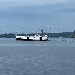 Fishing Vessel Claire must have been processing fish. Lots of seagulls around her.