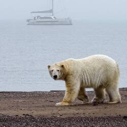 A big one is strolling over Thetis Island. In spite of the mouth-watering chicken, he ignores us.