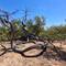 Octopus Tree