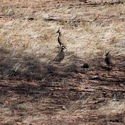 Spinifex Pidgeon
