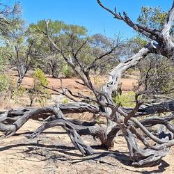 Octopus Tree