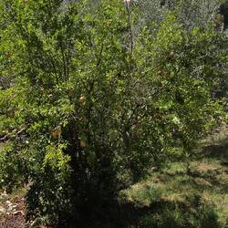 Granatapfelbaum