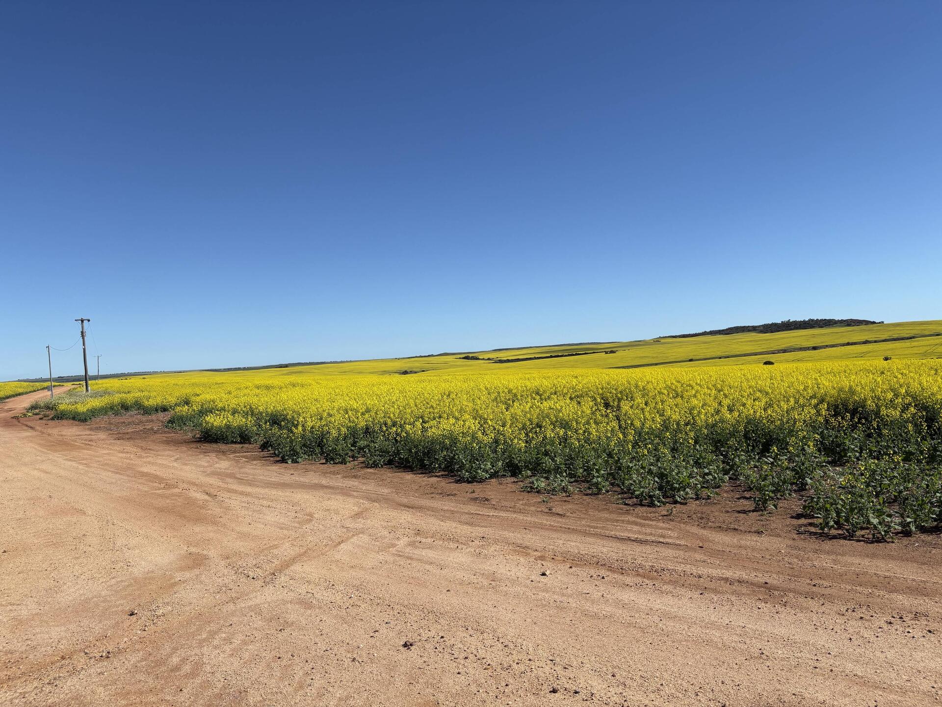 Canola
