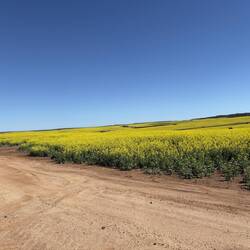 Canola