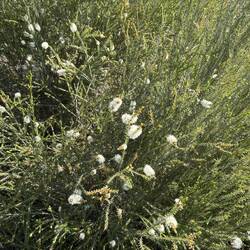 Flowering shrub