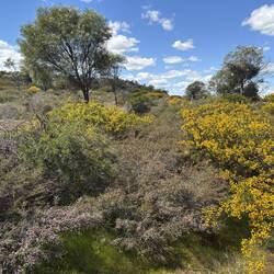 Bush land