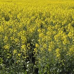 Canola