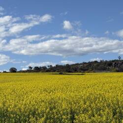 Canola