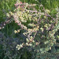 Shrub