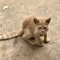 Kleine Mietern gibt es hier überall 😸