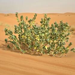 Plante toxique pour les dromadaires