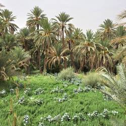 Palmeraie de la Vallée du Ziz