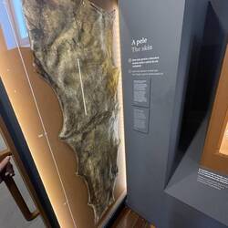 Museu da Fábrica da Baleia de Porto Pim, Haut eines Walpenis, 2m lang