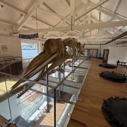 Museu da Fábrica da Baleia de Porto Pim, echtes Pottwalskelett