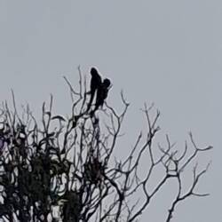 Vogelarten ganz oben auf einem Baum