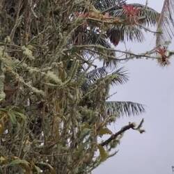 aus Australien hier eingewanderter Papageienschwarm