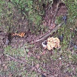 Pilze