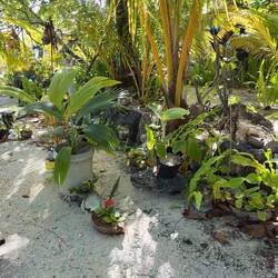 der große Garten mit vielen Pflanzen ist dekoriert mit Angeschwemmtem