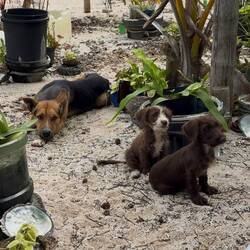 seine 3 Hunde sind mit dabei