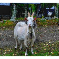 ...und wird im Sommer bewirtschaftet