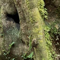 Pygmy squirrel