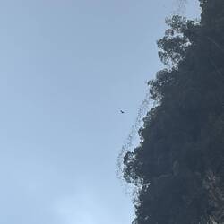 Bats with Bat Hawk