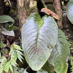 Mono Filia single leaf plant