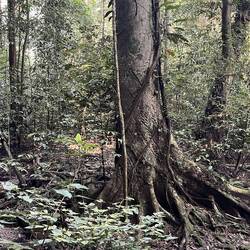 Poison dart tree
