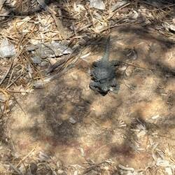 Thorny devil sculpture
