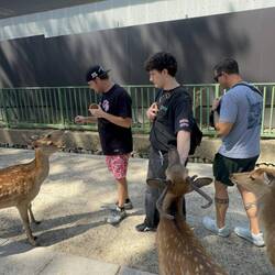 Feeding the Sika Deer in Nara Park