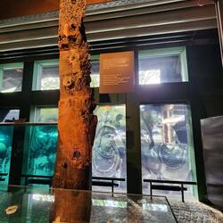The usual shipworm eaten wood. However, the Vasa was preserved in the Baltic water's low salinity