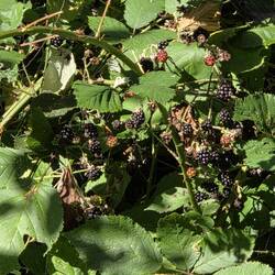 Die Brombeeren sind gerade reif, mhhh