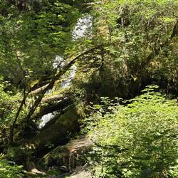 Der Wasserfall versteckt sich im grünen Dickicht