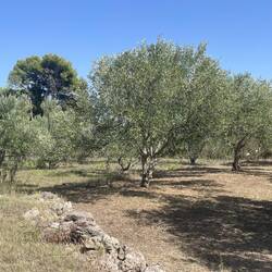Olives