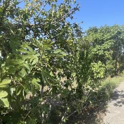 Figs